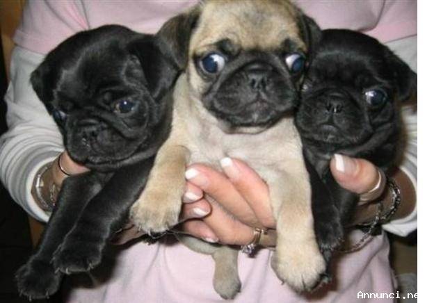 Splendidi cuccioli di mini carlino 3 ragazze e 3 maschi