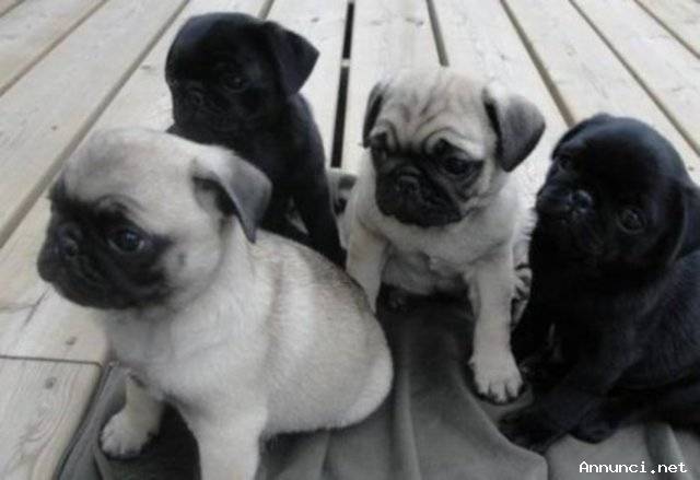 I cuccioli di carlino stanno cercando una nuova casa