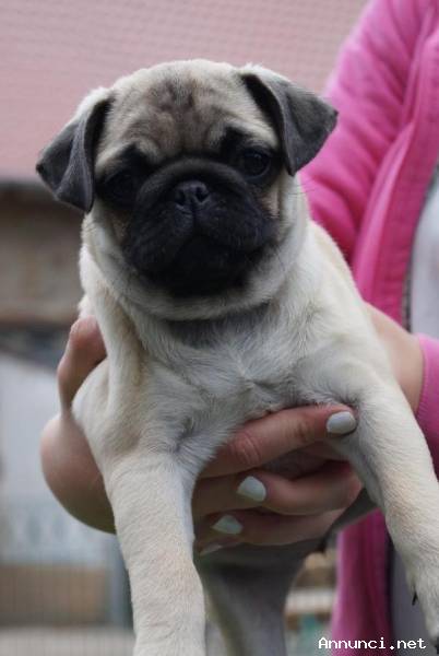 simpatici cuccioli di mini carlino da adottare
