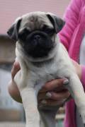 simpatici cuccioli di mini carlino da adottare
