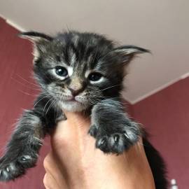 Gatti Mainecoon sani