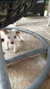 Regalo ultimo cucciolo di jack russel