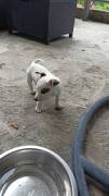 Regalo ultimo cucciolo di jack russel