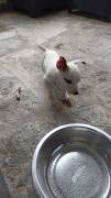 Regalo ultimo cucciolo di jack russel