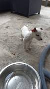 Regalo ultimo cucciolo di jack russel
