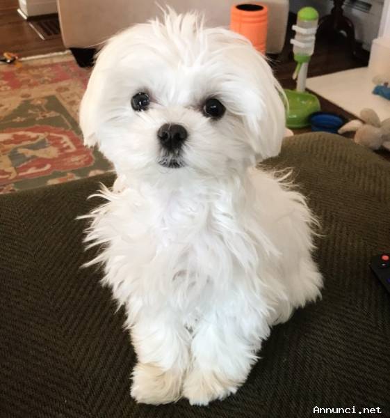 Cuccioli di razza MINI Maltese