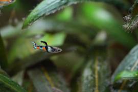 PESACI TROPICALI - POECILIA WUNGEI CAMPOMA EL TIGRE', da me riprodotti.. 