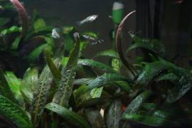 PESACI TROPICALI - POECILIA WUNGEI CAMPOMA EL TIGRE', da me riprodotti.. 