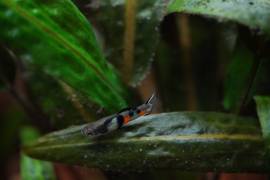 PESACI TROPICALI - POECILIA WUNGEI CAMPOMA EL TIGRE', da me riprodotti.. 