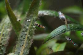PESACI TROPICALI - POECILIA WUNGEI CAMPOMA EL TIGRE', da me riprodotti.. 