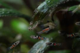 PESACI TROPICALI - POECILIA WUNGEI CAMPOMA EL TIGRE', da me riprodotti.. 