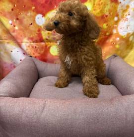 cucciola di Barboncino albicocca femmina 