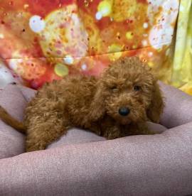 cucciola di Barboncino albicocca femmina 
