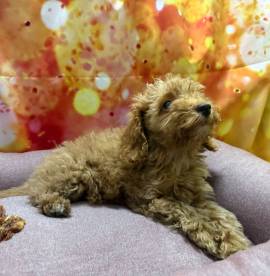 cucciola di Barboncino albicocca femmina