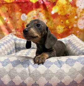 cucciolo di Bassotto blu maschio