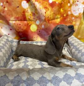 cucciolo di Bassotto blu merle maschio