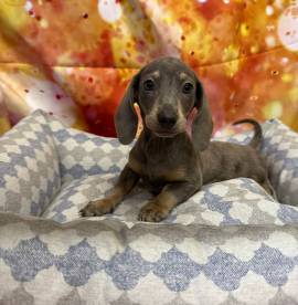 cucciolo di Bassotto blu merle maschio