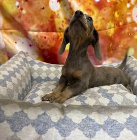 cucciolo di Bassotto blu merle maschio
