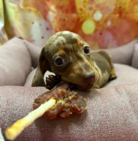 cucciola di Bassotto cioccolato merle femmina