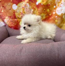 cucciola di Volpino di Pomerania bianco femmina