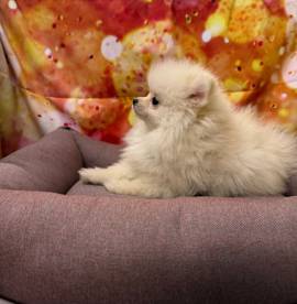 cucciola di Volpino di Pomerania bianco femmina