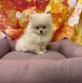 cucciola di Volpino di Pomerania bianco femmina