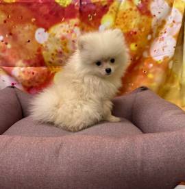 cucciola di Volpino di Pomerania bianco femmina