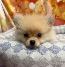 cucciolo di Volpino di pomerania crema maschio