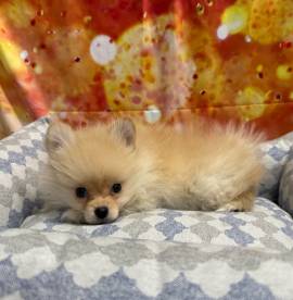 cucciolo di Volpino di pomerania crema maschio