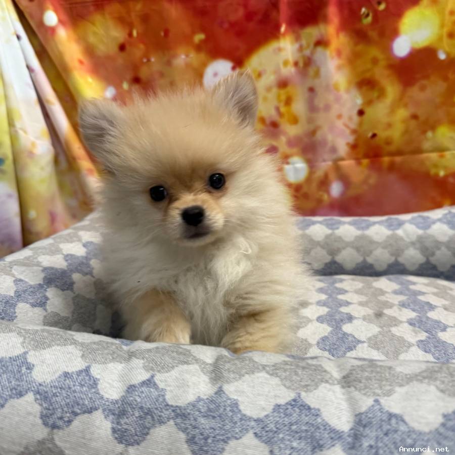 cucciolo di Volpino di pomerania crema maschio