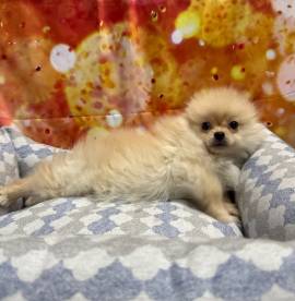 cucciolo di Volpino di pomerania crema maschio