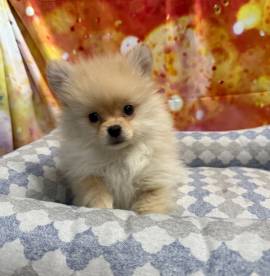cucciolo di Volpino di pomerania crema maschio