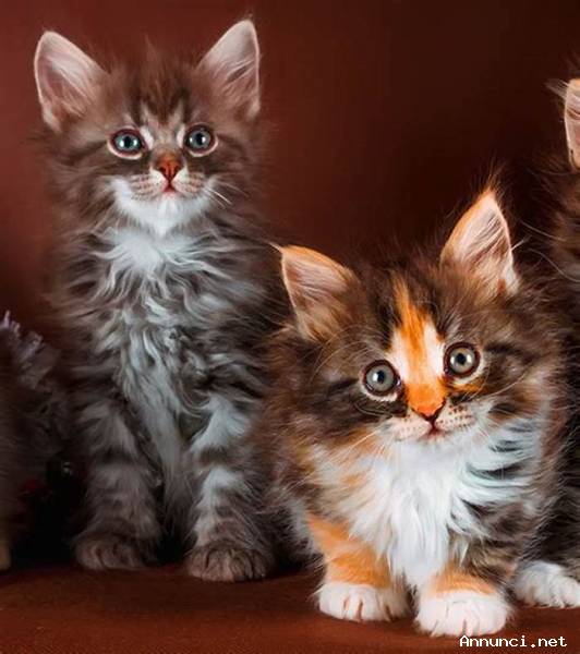 Gattini Maine Coon con pedigree registrati GCCF