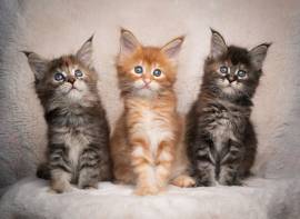 Gattini Maine Coon con pedigree registrati GCCF