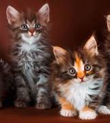 Gattini Maine Coon con pedigree registrati GCCF