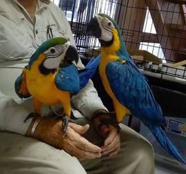 Coppia riproduttiva di Ara blu e oro