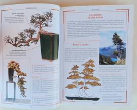 Coltiviamo i Bonsai.Gli stili  Legatura e potatura. Vasi e rinvasi 1°Ed.Demetra, marzo 1998