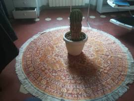 Cactus Equinopsis multi Fiori continui e profumati ! Cactus Equinopsis multi Fiori continui e profumati !