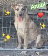 Cuccioli in Adozione 