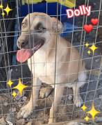 Cuccioli in Adozione 