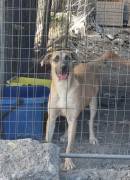 Cuccioli in Adozione 