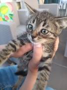 MERAVIGLIOSI GATTINI MERAVIGLIOSI GATTINI
