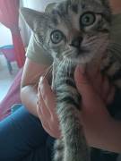 MERAVIGLIOSI GATTINI