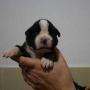 MAGNIFICI CUCCIOLI DI BOXER MAGNIFICI CUCCIOLI DI BOXER