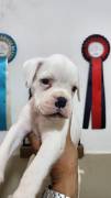 MAGNIFICI CUCCIOLI DI BOXER MAGNIFICI CUCCIOLI DI BOXER