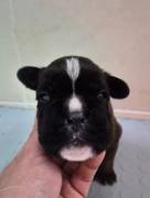 MAGNIFICI CUCCIOLI DI BOXER MAGNIFICI CUCCIOLI DI BOXER