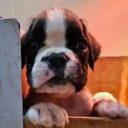 MAGNIFICI CUCCIOLI DI BOXER MAGNIFICI CUCCIOLI DI BOXER