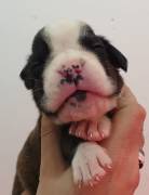 MAGNIFICI CUCCIOLI DI BOXER
