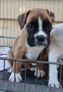 boxer cuccioli boxer cuccioli