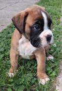 boxer cuccioli boxer cuccioli